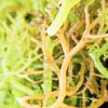 Carrageenan
